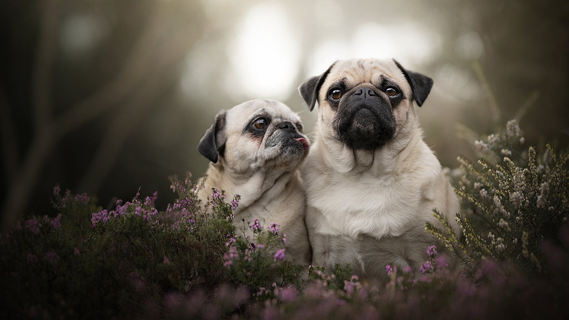 绿茵与硬木，尤文淘汰赛过关，安哥拉抢七的孤胆英雄